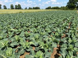 Ochrona i biostymulacja kalafiorów w trudnym sezonie oprysk na kalafior