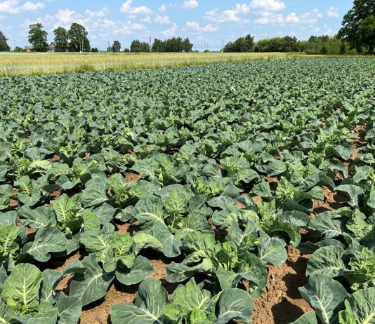 Ochrona i biostymulacja kalafiorów w trudnym sezonie oprysk na kalafior
