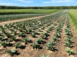 Ochrona i biostymulacja kalafiorów