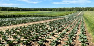 Ochrona i biostymulacja kalafiorów