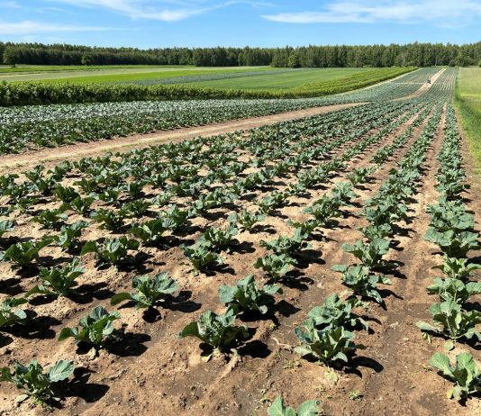 Ochrona i biostymulacja kalafiorów