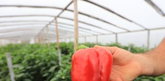 Czy uprawa papryki jest nadal opłacalna?