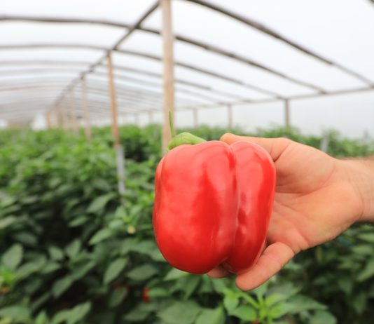Czy uprawa papryki jest nadal opłacalna?