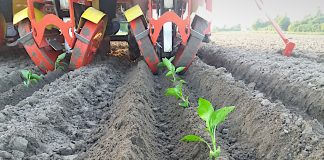 Odpowiedni start wegetacyjny warzyw