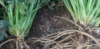 Biotworzywa w ogrodnictwie