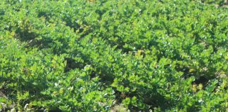 Selery naciowe i korzeniowe. Trendy w uprawie