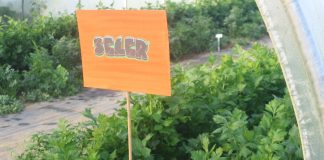 Uprawa selera a wymagania Zielonego Ładu