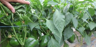 Papryka – Czas na optymalną produkcję!