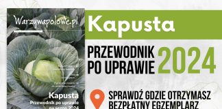 Przewodnik po uprawie kapusty 2024. Gdzie odbierzesz bezpłatny egzemplarz? egzemplarz odmiana | warzywapolowe