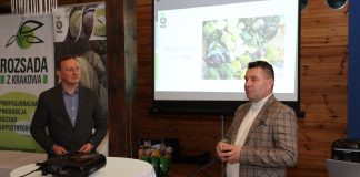 Rozsada kapusty na najwcześniejsze zbiory. Która najlepsza?