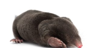 Jak pozbyć się kreta?