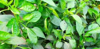 Małe szkodniki – duże szkody, cz. 2