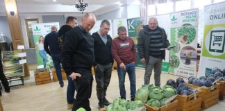 Kapusty i kalafiory tolerancyjne na niekorzystne zjawiska