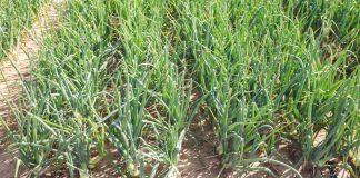 Nawożenie i nawadnianie cebuli – kluczem do wyższych plonów