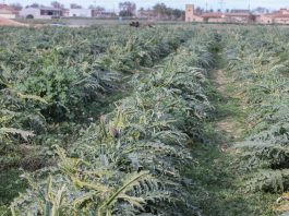 Zmiany klimatu w Polsce. Czy będziemy uprawiać karczochy?