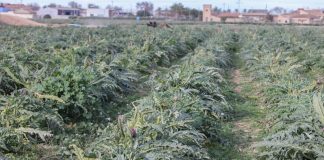 Zmiany klimatu w Polsce. Czy będziemy uprawiać karczochy?