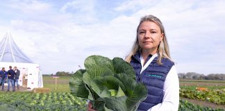 Nowe kapusty! Cape Roca i Avanto od Sakaty na holenderskich prezentacjach Dorota Wielgat, Sakata