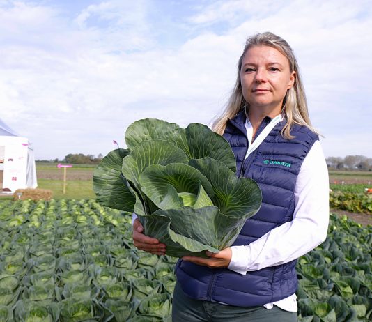 Nowe kapusty! Cape Roca i Avanto od Sakaty na holenderskich prezentacjach Dorota Wielgat, Sakata