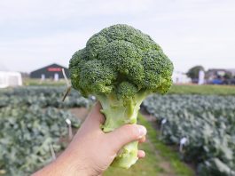 Brokuły i kalafiory na sezon 2024