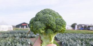 Brokuły i kalafiory na sezon 2024