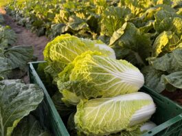 Kapusty pekińskie warte uwagi (Część II)