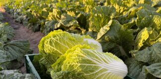 Kapusty pekińskie warte uwagi (Część II)