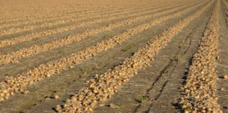 Naturalny nawóz, ponadnaturalne plonowanie Naturalny nawóz