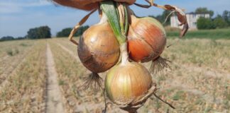 Cebule typu hiszpańskiego – które wybrać w 2024 roku?