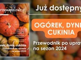 Ogórek, dynia, cukinia. Nowy przewodnik po uprawie na sezon 2024! odmiana dyni podobna do ogórka | warzywapolowe