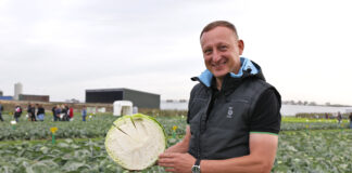 Odmiany kapusty do sprzedaży na świeżym rynku