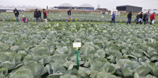 Kapusta do przetwórstwa