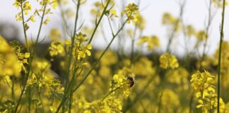 Dopłaty obszarowe 2024. Ważne terminy i zasady Dopłaty obszarowe 2024. Ważne terminy i zasady