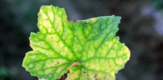 Cucurbit chlorotic yellows virus – groźny dla dyni, ogórków i melonów Cucurbit chlorotic yellows virus – groźny dla dyni, ogórków i melonów