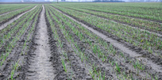 Cebula ozima po zimie. Pierwsze zabiegi