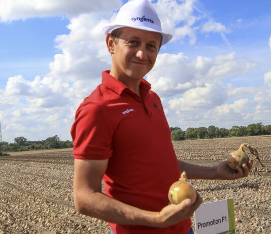 Jakie cebule sprzedały się najlepiej w 2024 roku?