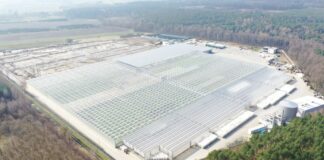 Rozsada kapusty i nie tylko