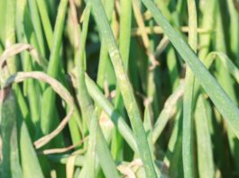 Mączniak rzekomy cebuli – jak opanować zagrożenie? Mączniak rzekomy cebuli – jak opanować zagrożenie?