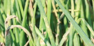 Mączniak rzekomy cebuli – jak opanować zagrożenie? Mączniak rzekomy cebuli – jak opanować zagrożenie?