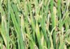 Plantatorzy warzyw powinni monitorować uprawy. Ryzyko infekcji pozostaje wysokie