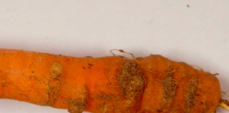 Nowy gatunek nicienia zagraża uprawie marchwi i ziemniaka Nowy gatunek nicienia zagraża uprawie marchwi i ziemniaka