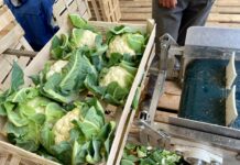 Polecane odmiany kalafiora i dyni na sezon 2026 kalafior chione, odmiany kalafiora