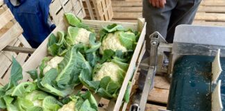 Kalafior Chione F1 w opinii plantatorów kalafior chione