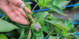 Nowy szkodnik papryki