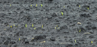 Wschody warzyw 2024 są relatywnie dobre