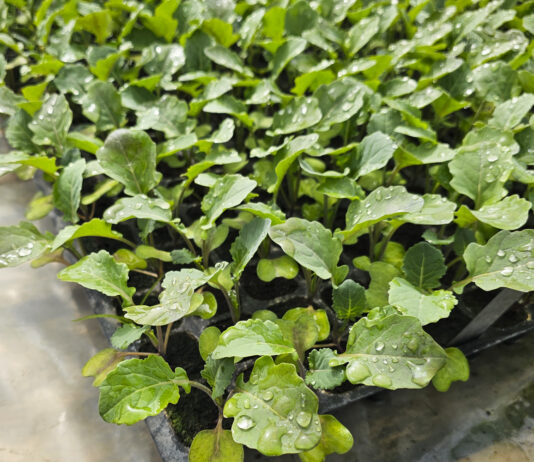 Rozsada brokuła na zbiór letni dla przemysłu