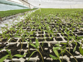 Pikujesz pomidory! Pamiętaj o tej zasadzie