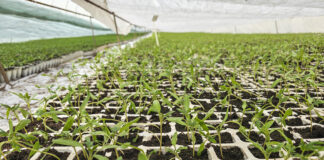 Pikujesz pomidory! Pamiętaj o tej zasadzie