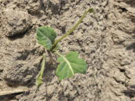 Brokuł został posadzony w pole. Niestety przyleciały dzikie gęsi i objadły najstarsze liście
