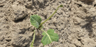 Brokuł został posadzony w pole. Niestety przyleciały dzikie gęsi i objadły najstarsze liście