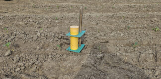 Czas wystawić już pułapki na śmietkę kapuścianą? Monitoring plantacji 16.03.2024